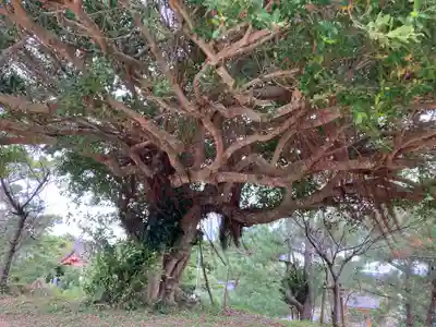 高千穂神社の自然