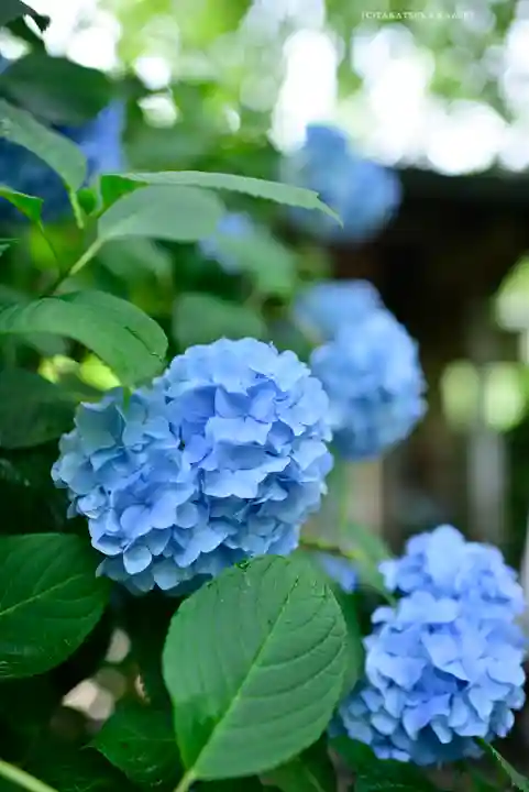 明月院(神奈川県)