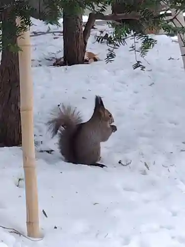 北海道神宮の動物