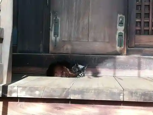 桐ヶ谷氷川神社の動物