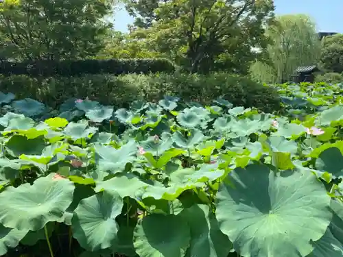 東寺（教王護国寺）の自然