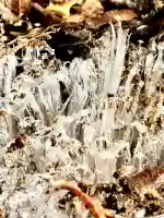 蚊里田八幡宮の{uncategorized: "未分類", other: "その他", undefined: "問題あり", building: "その他建物", grave: "お墓", sacred_gate: "鳥居", guardian: "狛犬", statue: "像", buddha: "仏像", history: "歴史", nature: "自然", garden: "庭園", animal: "動物", pagoda: "塔", temizu: "手水舎", mountain_gate: "山門・神門", sanctuary: "本殿・本堂", subordinate: "末社・摂社", art: "芸術", scenery: "景色", jizo: "地蔵", ema: "絵馬", goshuin: "御朱印", omikuji: "おみくじ", items: "授与品その他", amulet: "お守り", goshuincho: "御朱印帳", eats: "食事", festival: "お祭り", votive_dance: "神楽", shichigosan: "七五三参", wedding: "結婚式", experience: "体験その他", initially: "初詣", around: "周辺", anti_infection: "感染症対策"}