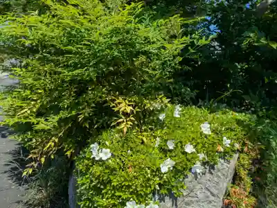 天然寺の自然