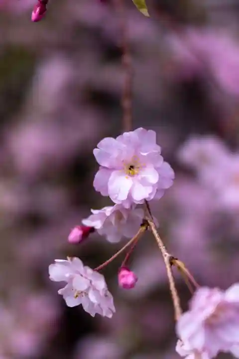 小垣江神明神社(愛知県)