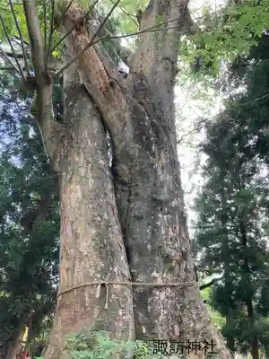 一本木諏訪神社(長野県)
