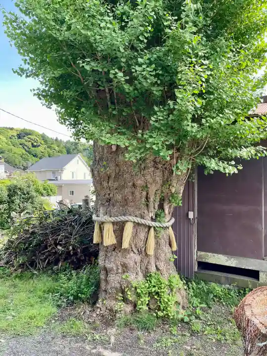 蛭子神社の自然