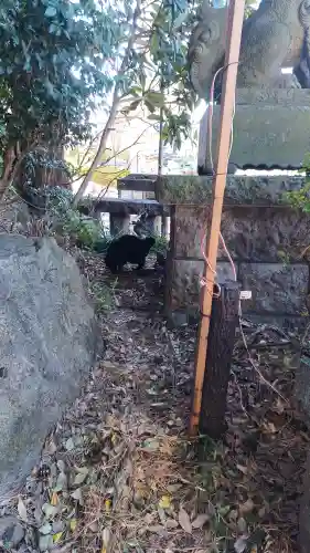 代々木八幡宮の動物