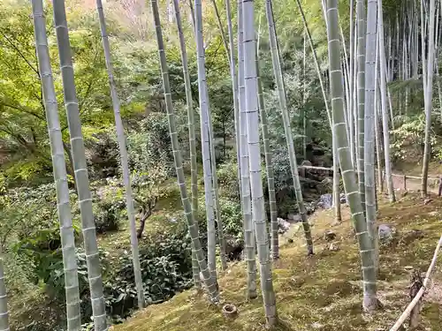常寂光寺の自然