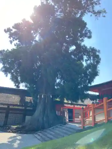 春日大社の自然