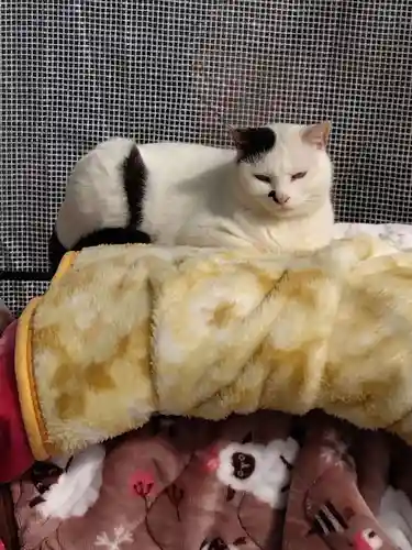 御誕生寺（猫寺）(福井県)