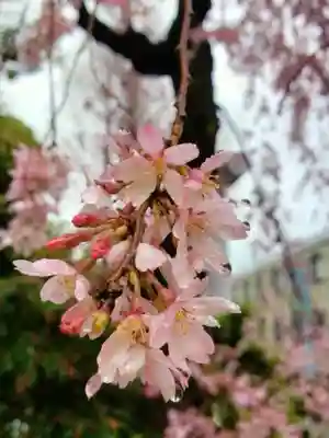 阿佐ヶ谷神明宮(東京都)