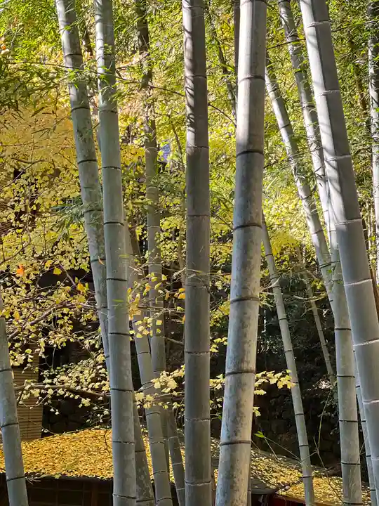 久能山東照宮の自然