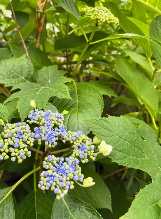 蛇窪神社の自然