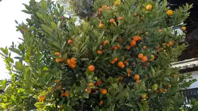 三津厳島神社の自然