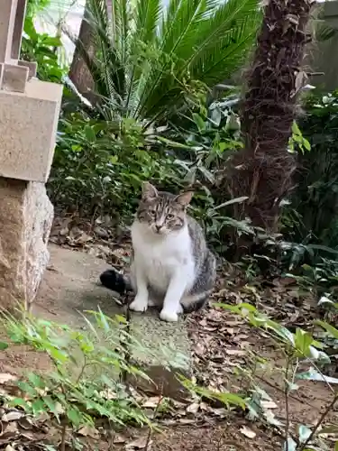 柏諏訪神社の自然