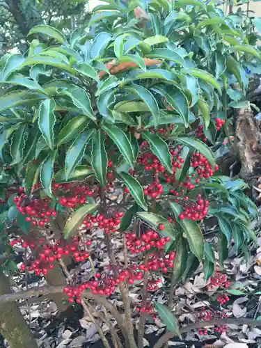 井草八幡宮の自然