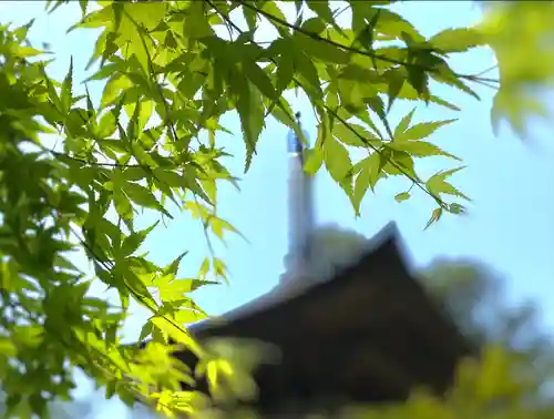 国宝 大法寺の自然