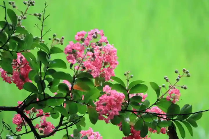 鹿島大神宮の自然