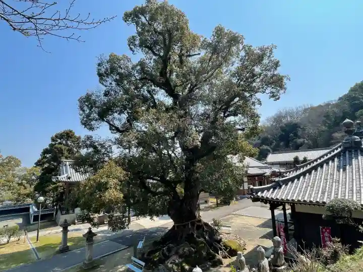 観音寺(香川県)