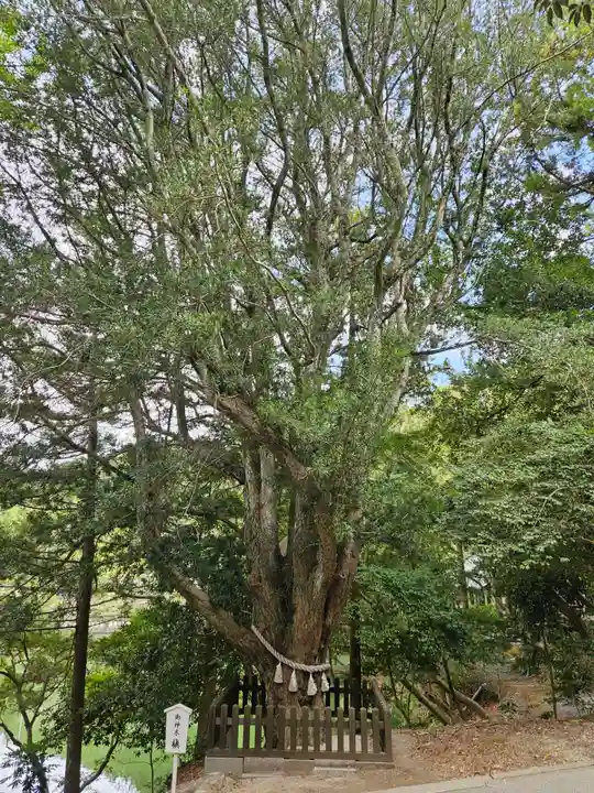 安房神社(千葉県)