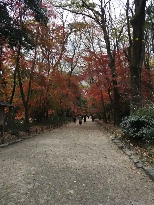 賀茂御祖神社(下鴨神社)の自然