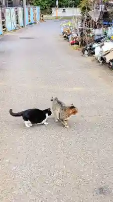 時平神社(大和田)の動物