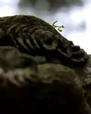 國王神社(茨城県)