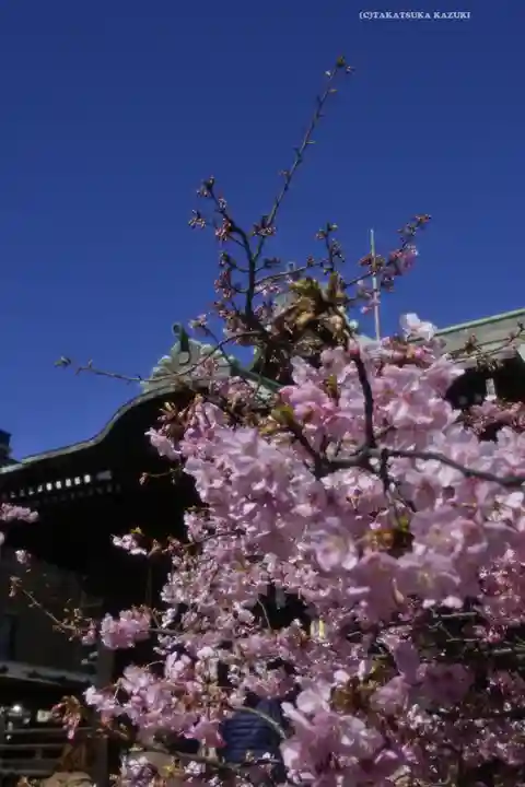 桜神宮(東京都)