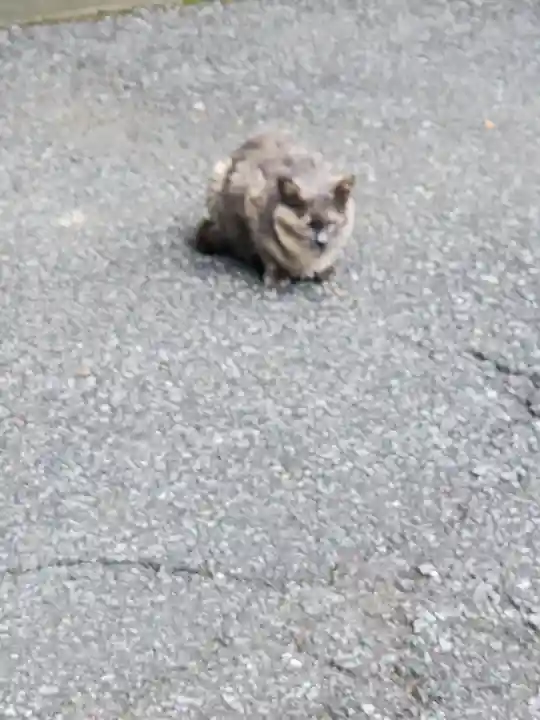 唐澤山神社の動物