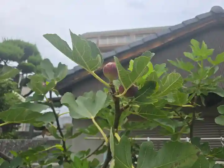 西教寺(大阪府)