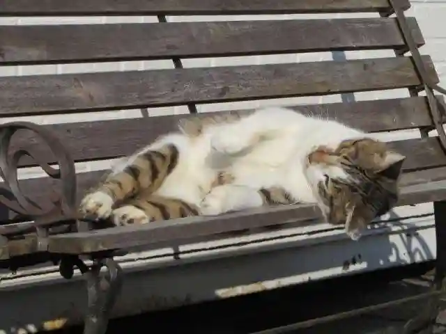 御誕生寺(猫寺)(福井県)