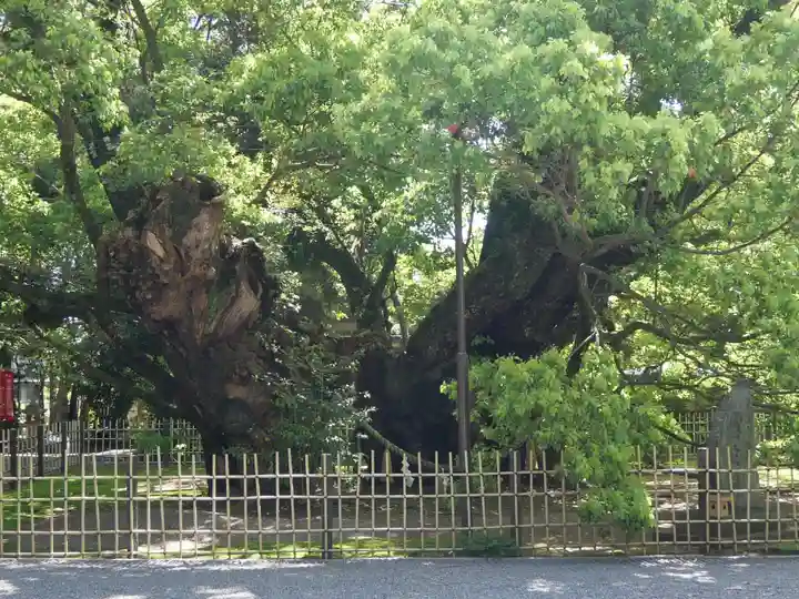 浜松八幡宮の自然