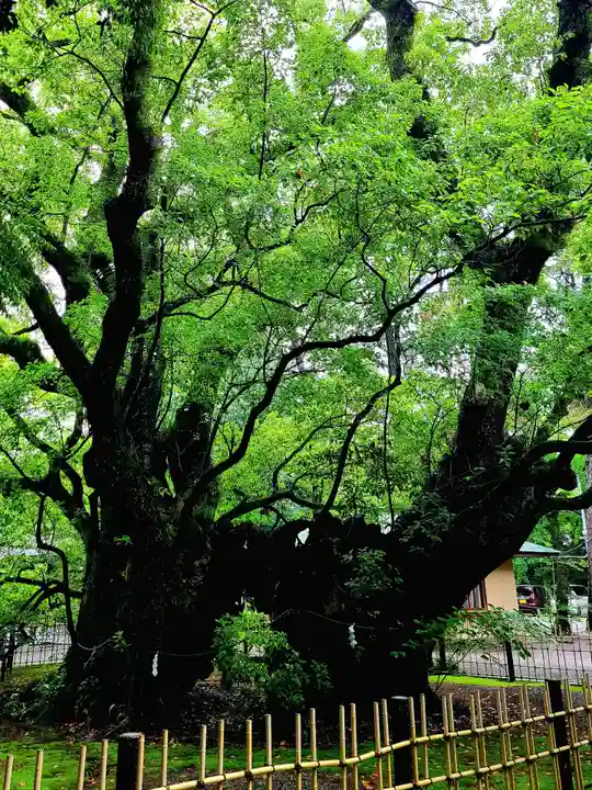 浜松八幡宮(静岡県)