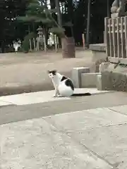 出雲伊波比神社の動物