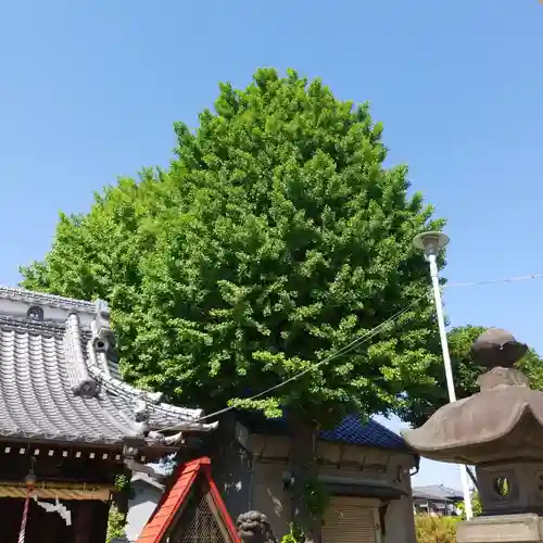 天祖神社の自然