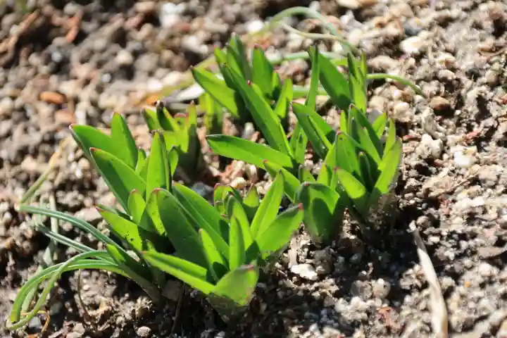 大六天麻王神社の庭園