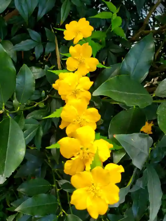鷺宮八幡神社の自然
