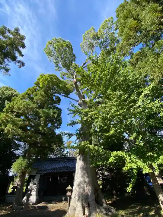 諏訪神社の自然