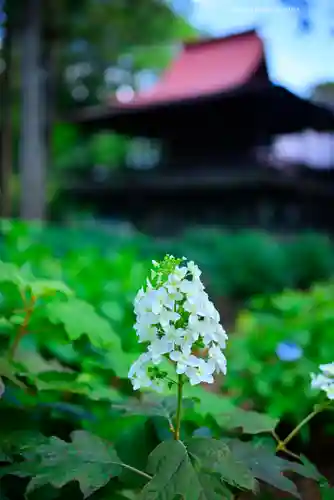 指扇氷川神社(埼玉県)