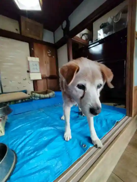 玉泉寺(東京都)