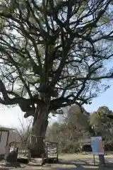 平野神社の自然