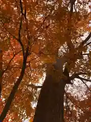 千歳神社の自然