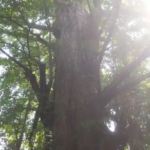 王子神社の自然