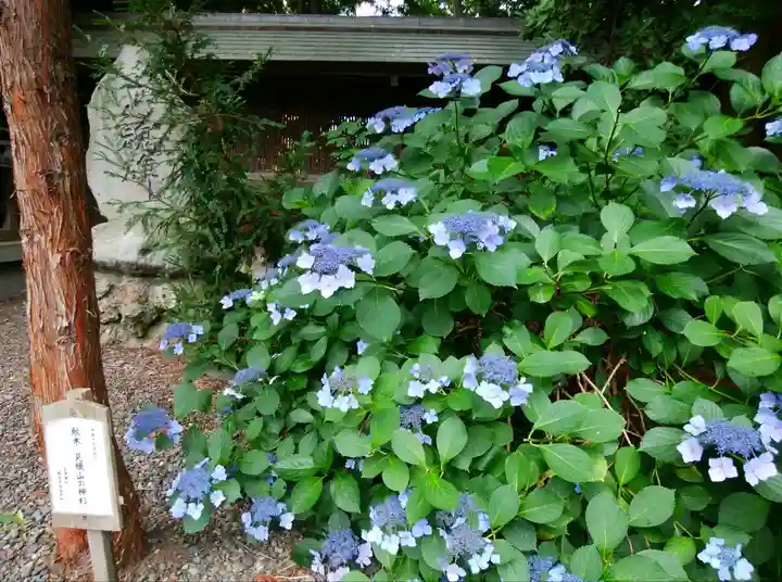 琴似神社(北海道)