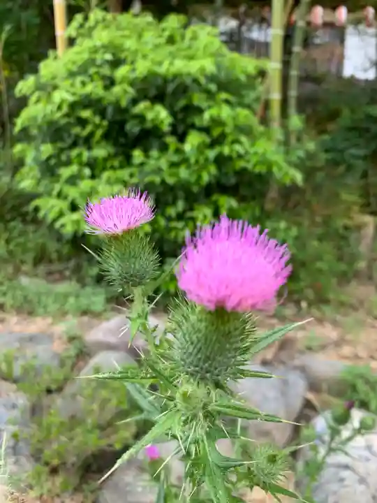 三寳大荒神社の自然