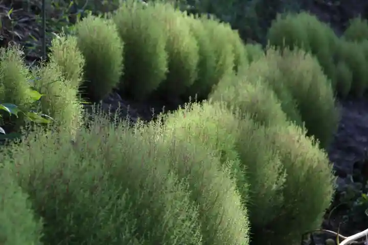 阿久津「田村神社」(郡山市阿久津町)旧社名:伊豆箱根三嶋三社の庭園