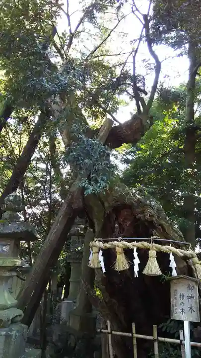 川尻八幡宮の自然