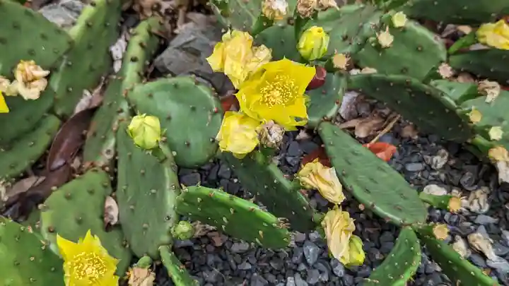 海印寺寂照院(京都府)