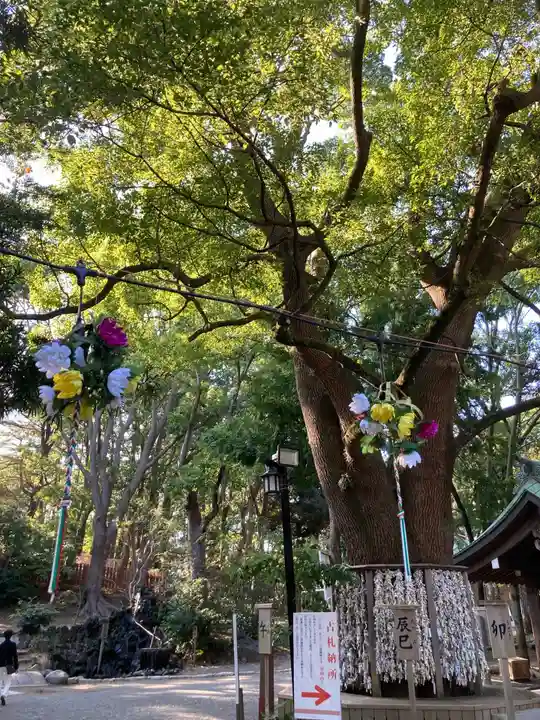 平塚八幡宮の自然