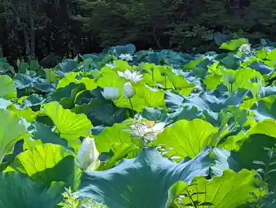 法金剛院(京都府)
